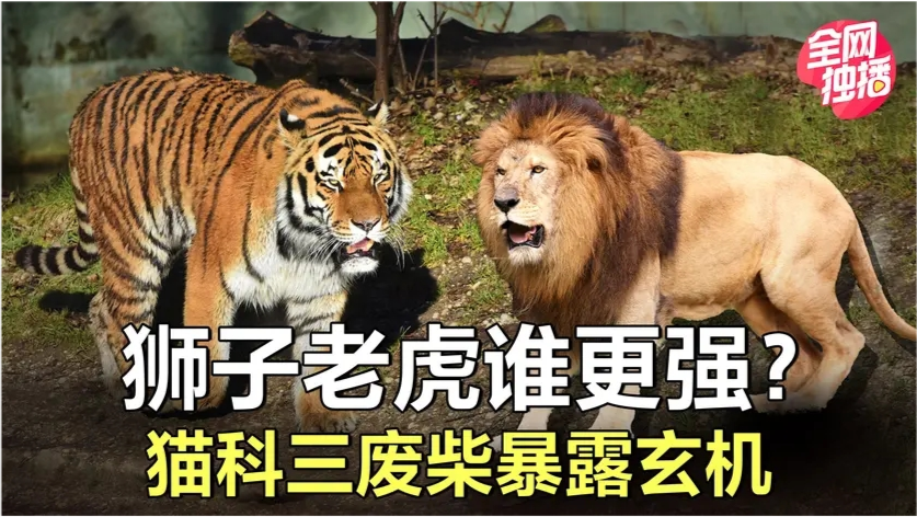 今晚四不像必中一肖,科学分析严谨解释_YVG77.753探索版