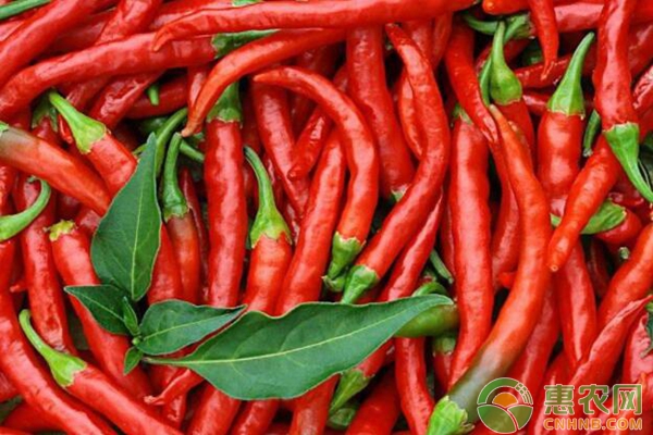 辣椒价格最新行情揭秘,市场行情与厨房应用探究