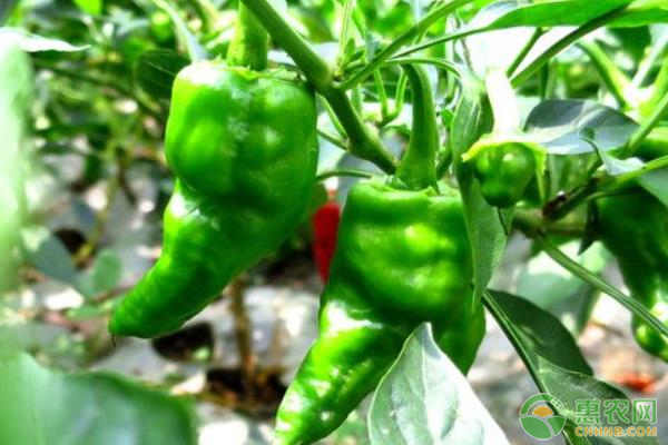 辣椒价格最新行情揭秘,市场行情与厨房应用探究