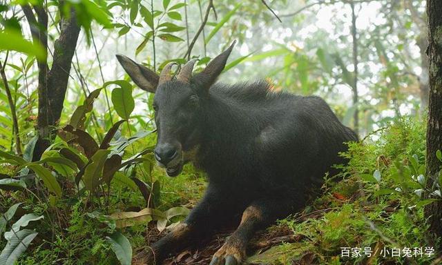 2024四不像正版最新版本,仿真方案实施_XIX27.755极速版