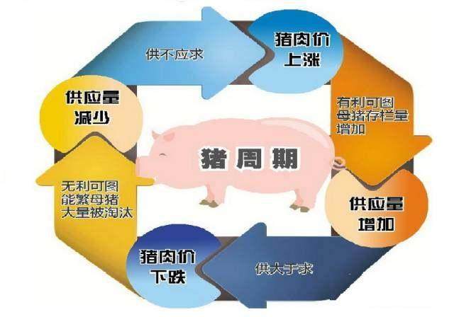 今日全国最新猪价，科技引领的智能预测尽在掌握