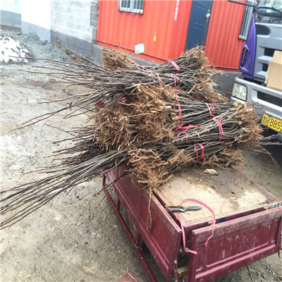 科技绿化里程碑,最新起树苗机器问世