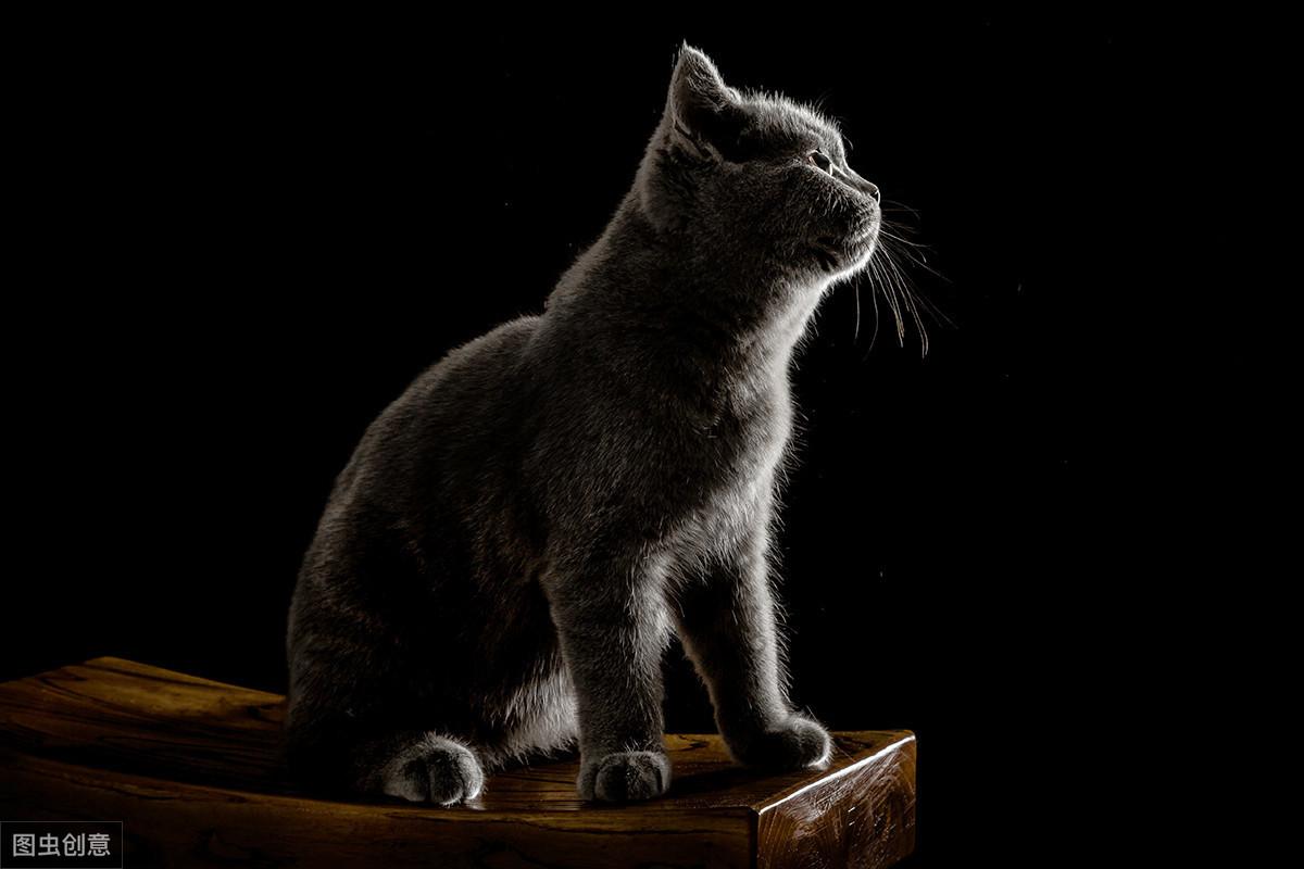 下载最新游戏，一段温馨有趣的日常故事之旅