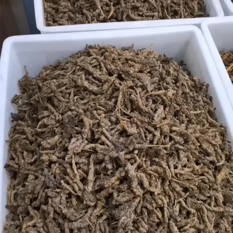 今日黄连最新价格及小巷隐秘宝藏,探寻特色小店的奇妙之旅