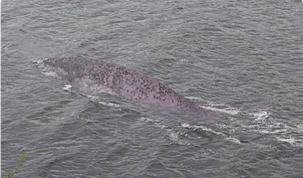 云南水怪最新动态，探索与揭秘水怪现象的全攻略