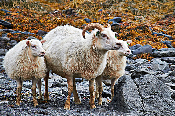 今天晚上澳门三肖兔羊蛇,冶金_风尚版JZL84.963