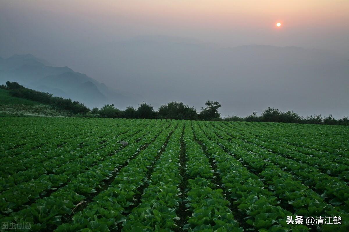 最新特色蔬菜品种及其种植指南概览