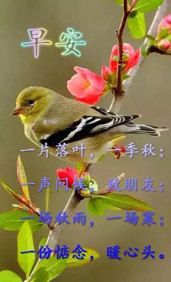 800图库大全免费资料,迅速执行设计方案_U15.292-6