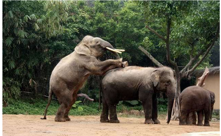 探索动物繁衍之旅,最新动物配种技术与奇妙自然界繁衍之旅的揭秘