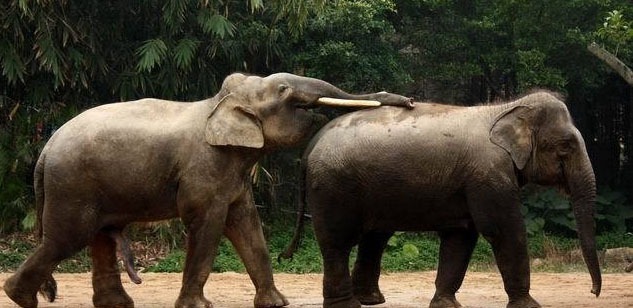 探索动物繁衍之旅,最新动物配种技术与奇妙自然界繁衍之旅的揭秘