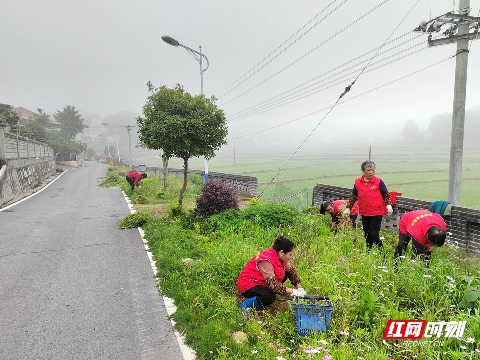除草最新工具,小巷深处的绿色守护者