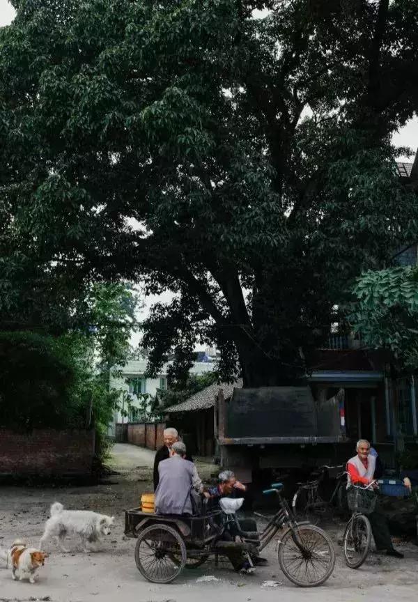 揭秘重庆走马未来繁华蓝图,最新规划展望!