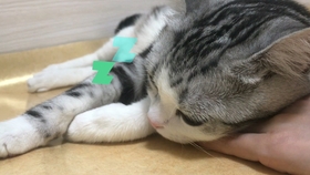 白老虎新澳门2024年1月9日,机制评估方案_开放版78.159