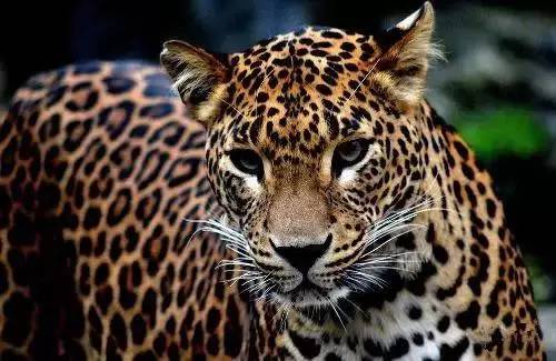 澳门天天彩免费资料大全免费查询狼披羊皮,蛇藏龟壳,快速问题解答_旅行版39.618