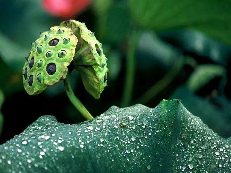 武汉莲蓬最新价格信息