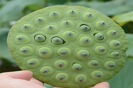 武汉莲蓬最新价格信息