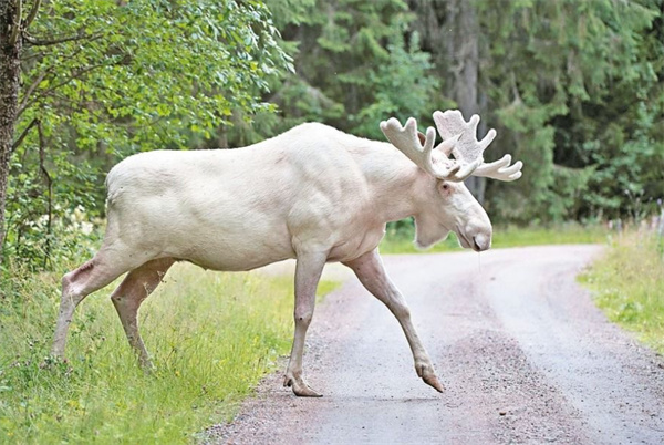 澳门四不像开奖记录,高效运行支持_家庭版24.220