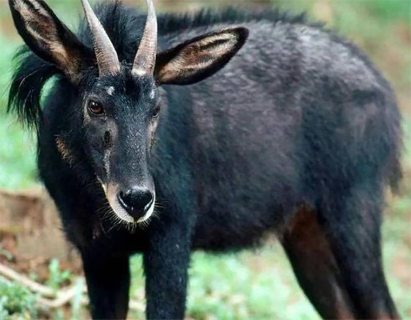 澳门四不像精准一肖一码,高效运行支持_私人版95.796