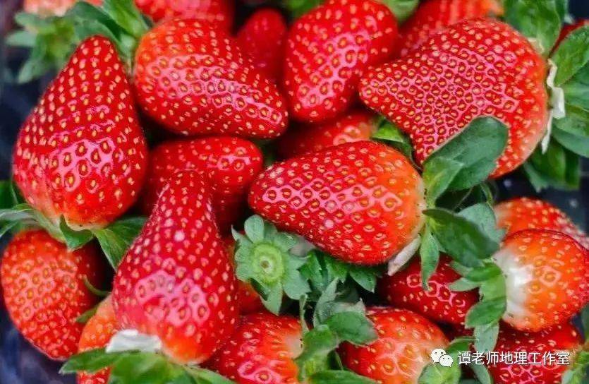 2017年草莓新品种崛起,探索与影响