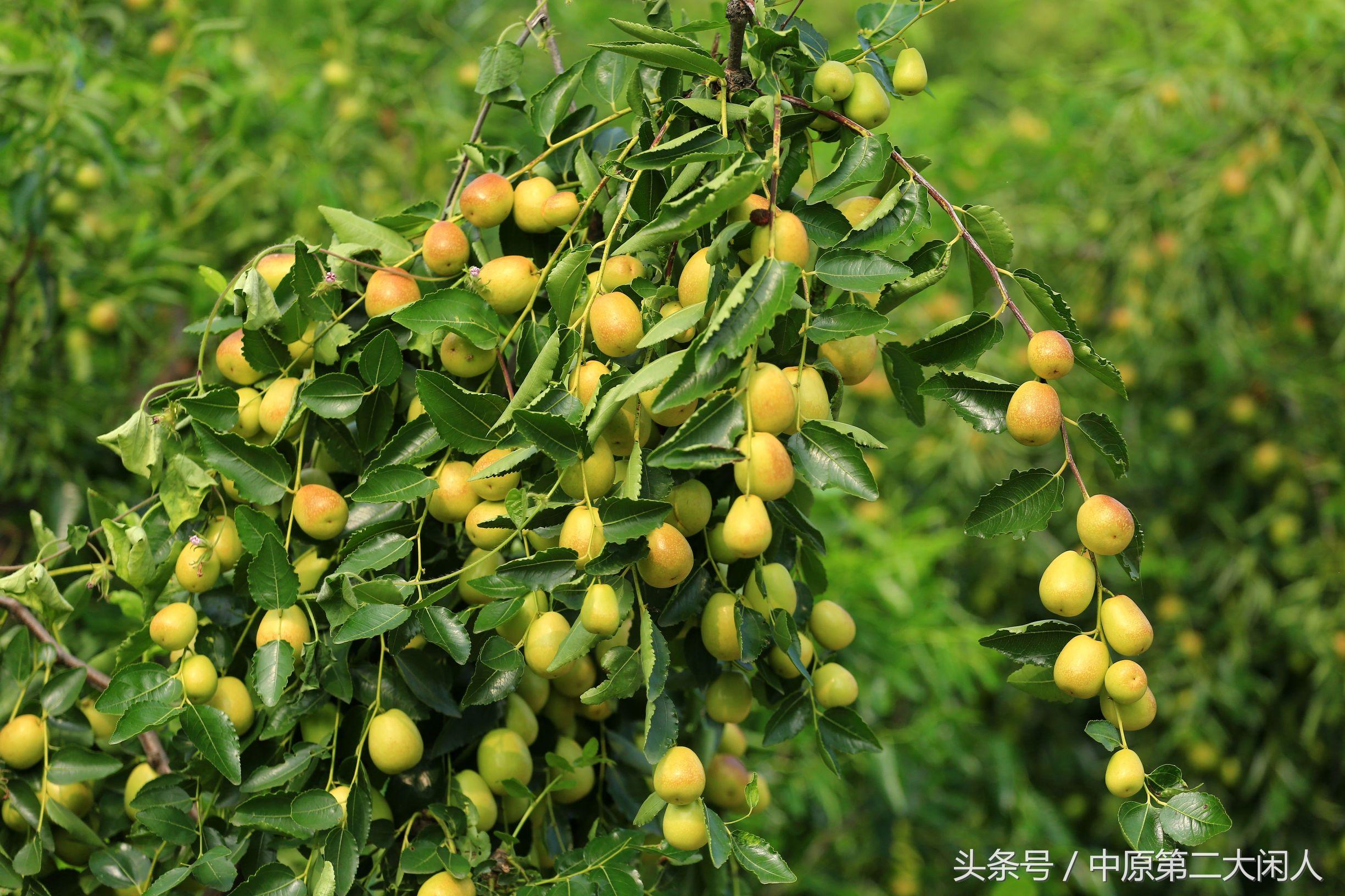 郑州日结工资工作最新揭秘与探索