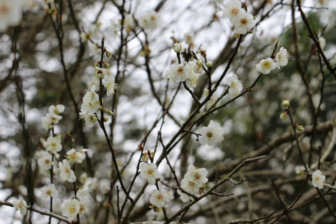 广西梅花盛事连连，展现冬日之美，梅花协会最新消息揭秘！