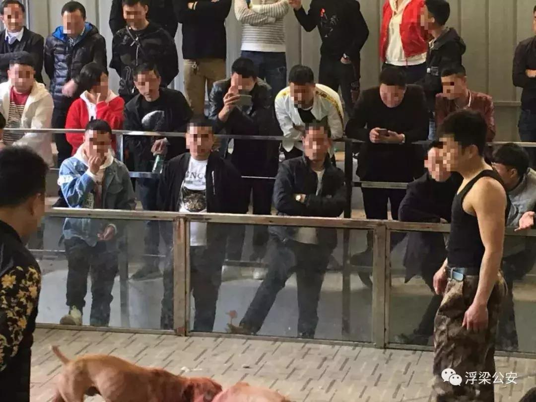 最新斗狗打架咬死视频与前沿产品深度解析