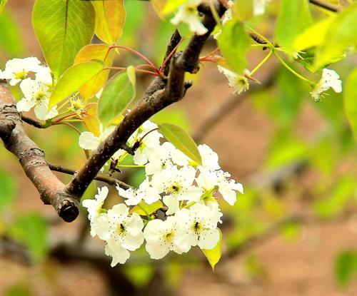 梨花属于什么生肖,方案优化实施_艺术版85.923