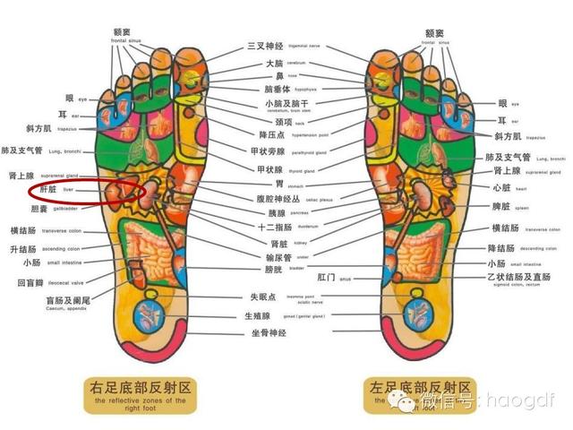 足部反射区示意图揭秘，小巷中的健康宝藏之秘