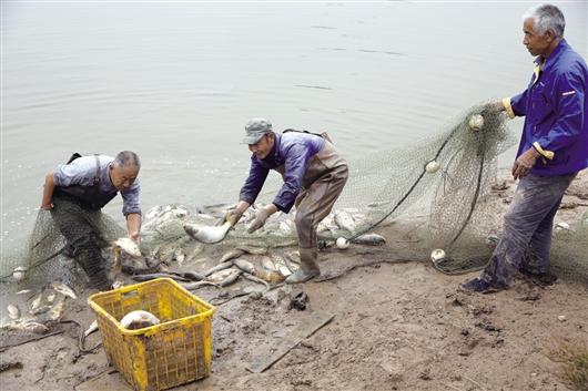 鱼包头村城最新动态更新,鱼包头村城最新消息