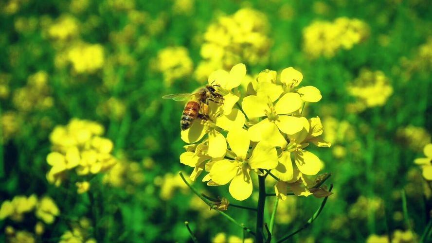 最新d,深入探讨方案策略_智慧共享版94.911