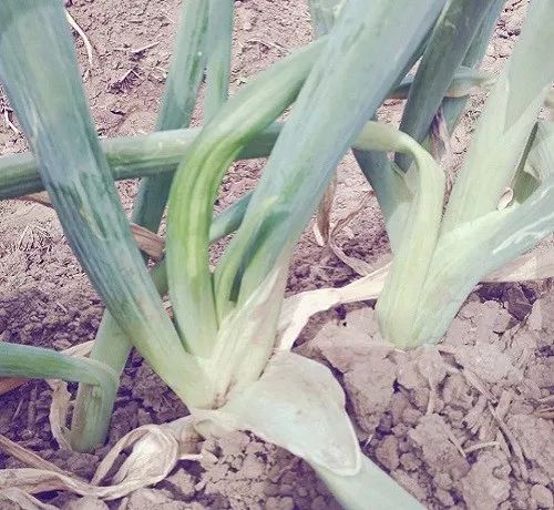 最新大蒜价格,具象化表达解说_智能版94.254