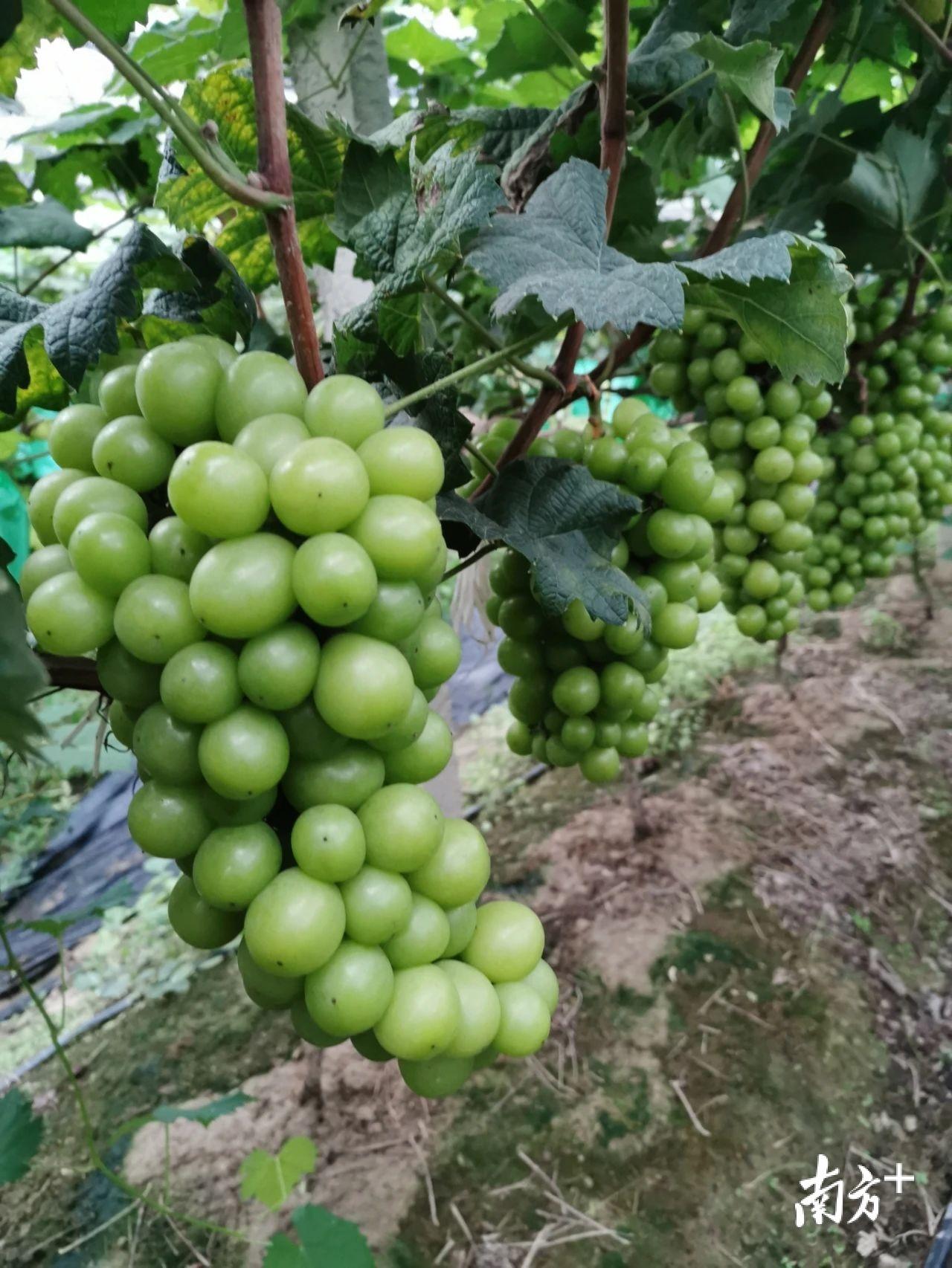 广州外地车限行最新消息更新🚗🌆