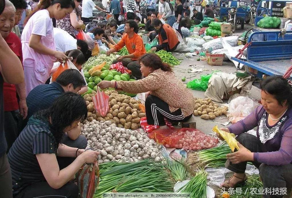 最新土豆行情与家庭温馨故事交织的温馨回忆
