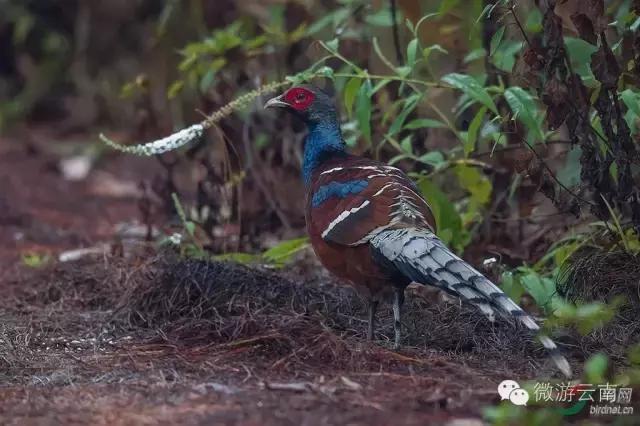 最新套竹鸡视频观点论述,揭秘竹鸡驯养与捕捉技巧