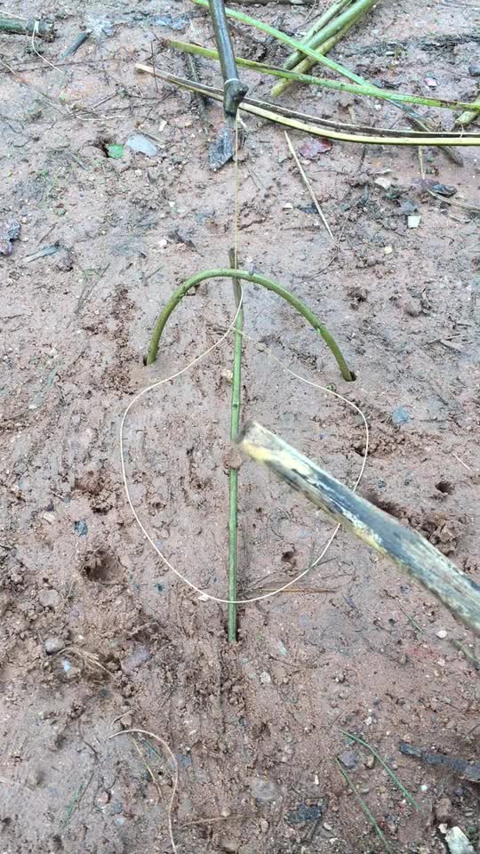 最新套竹鸡视频观点论述,揭秘竹鸡驯养与捕捉技巧