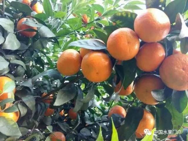 广西沃柑最新价格,繁荣与变迁的时代背景分析