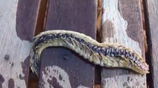 水蛭捕捉器最新款揭秘,小巷中的神秘宝藏探索