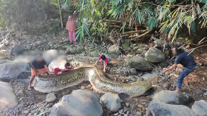 水蛭捕捉器最新款揭秘,小巷中的神秘宝藏探索