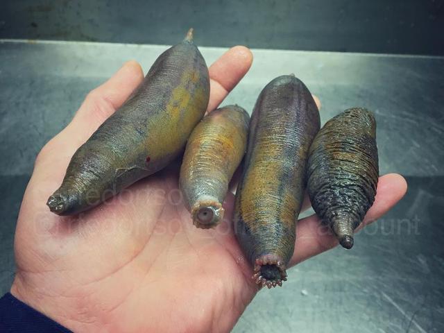 水蛭捕捉器最新款揭秘,小巷中的神秘宝藏探索