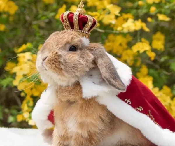 2004新澳正版兔费大全,平衡执行计划实施_沉浸版13.209