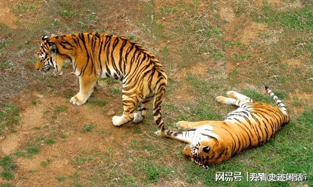 虎网站最新深度解析，背景、重要事件与地位全面透视