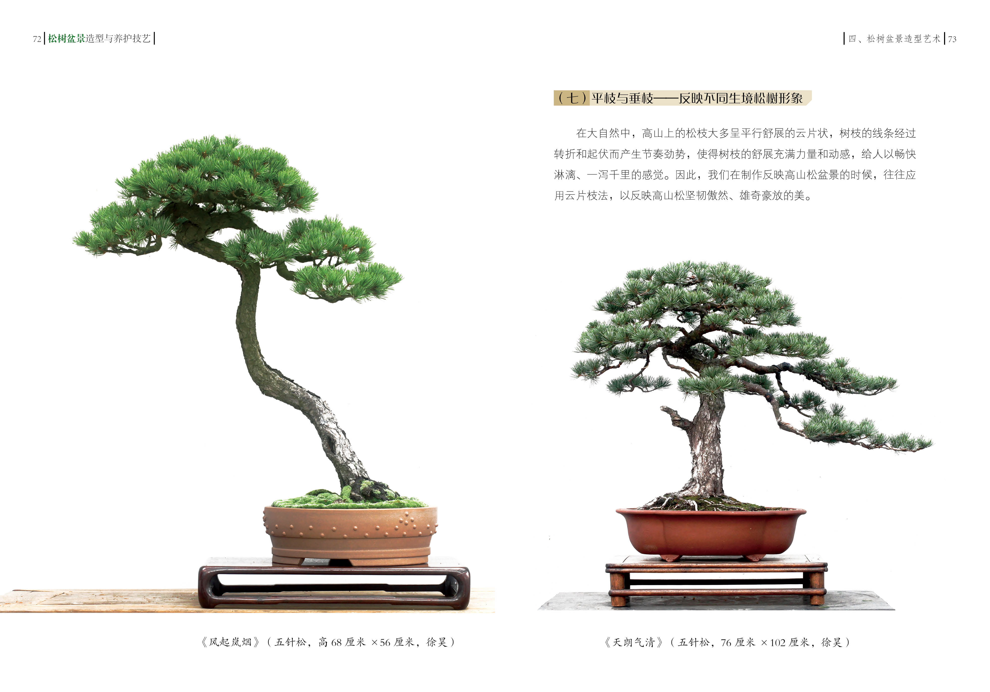 从零开始学习盆景艺术,最新盆景图片及其制作指南