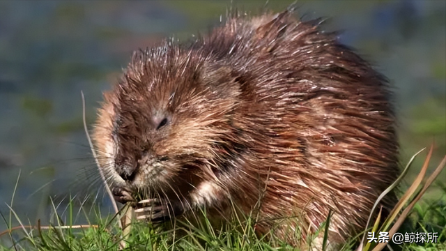 时代背景下的市场变迁,最新水貂价格揭秘
