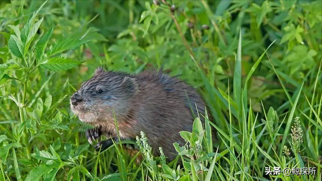 时代背景下的市场变迁,最新水貂价格揭秘