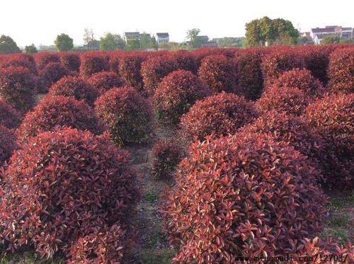 红叶石楠最新价格走势及影响因素分析,市场深度解读报告