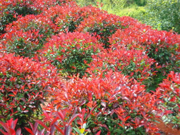 红叶石楠最新价格走势及影响因素分析,市场深度解读报告