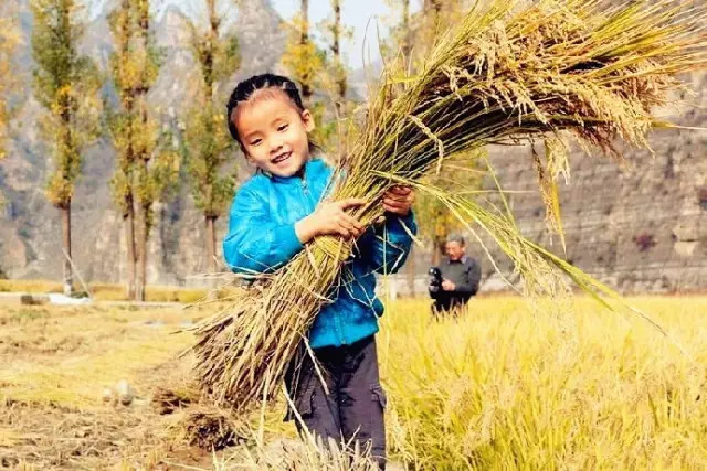 粘稻子最新价格,粘稻子最新价格，一场寻找内心平静的稻米之旅