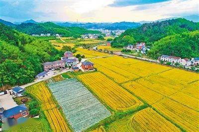 今日小麦行情最新价,麦浪中的温情故事揭秘