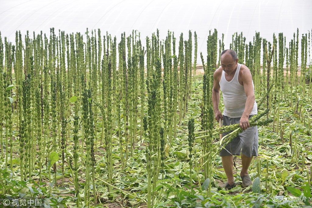 河南芝麻最新行情揭秘,价格动态与小巷深处的芝麻香探秘