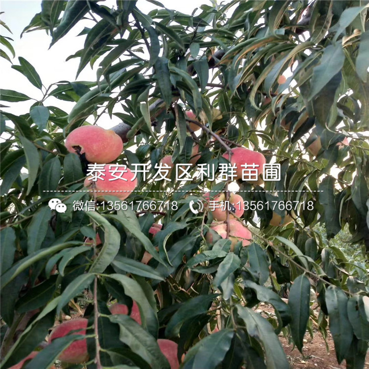 桃树苗新品种,变化中的学习,自信与成就的力量驱动成长之路